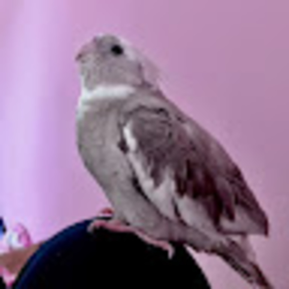 Meet your Posher, Marie